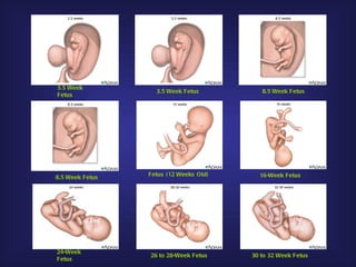 3.5 Week
                   3.5 Week Fetus          8.5 Week Fetus
Fetus




                 Fetus (12 Weeks Old)     16-Week Fetus
8.5 Week Fetus




24-Week
                 26 to 28-Week Fetus    30 to 32 Week Fetus
Fetus
 