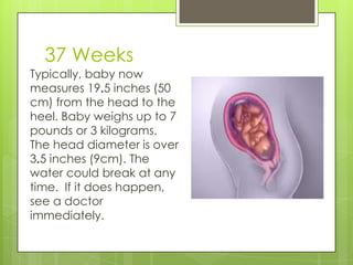 37 Weeks
Typically, baby now
measures 19.5 inches (50
cm) from the head to the
heel. Baby weighs up to 7
pounds or 3 kilograms.
The head diameter is over
3.5 inches (9cm). The
water could break at any
time. If it does happen,
see a doctor
immediately.
 