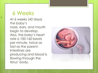 6 Weeks
6
    At 6 weeks (42 days)
    the baby’s
    nose, ears, and mouth
    begin to develop.
    Also, the baby’s heart
    rate is 100-160 beats
    per minute, twice as
    fast as the parent.
    Intestines are
    producing and blood is
    flowing through the
    fetus’ body.
 