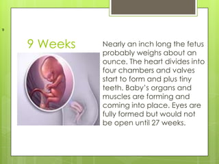 9




    9 Weeks   Nearly an inch long the fetus
              probably weighs about an
              ounce. The heart divides into
              four chambers and valves
              start to form and plus tiny
              teeth. Baby’s organs and
              muscles are forming and
              coming into place. Eyes are
              fully formed but would not
              be open until 27 weeks.
 