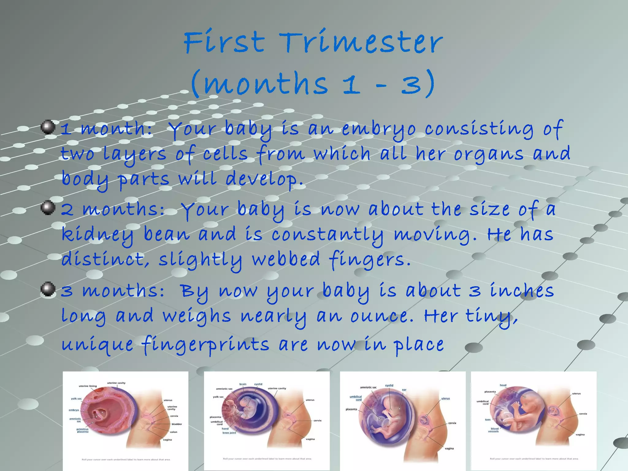 First Trimester 
(months 1 - 3) 
1 month: Your baby is an embryo consisting of 
two layers of cells from which all her organs and 
body parts will develop. 
2 months: Your baby is now about the size of a 
kidney bean and is constantly moving. He has 
distinct, slightly webbed fingers. 
3 months: By now your baby is about 3 inches 
long and weighs nearly an ounce. Her tiny, 
unique fingerprints are now in place 
 