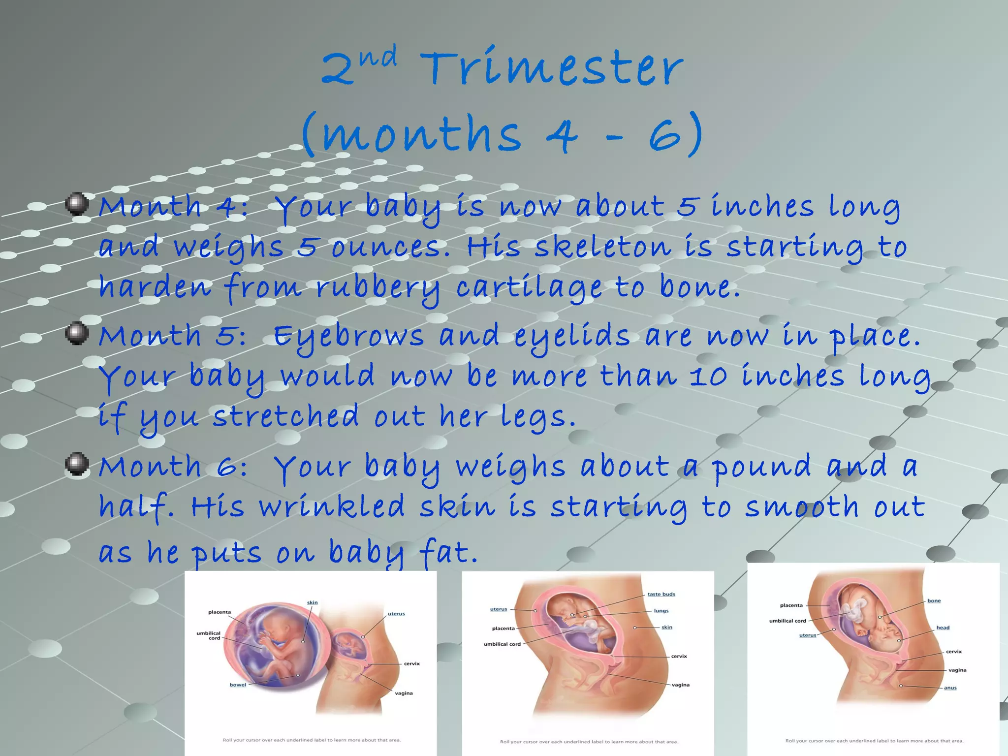2nd Trimester 
(months 4 - 6) 
Month 4: Your baby is now about 5 inches long 
and weighs 5 ounces. His skeleton is starting to 
harden from rubbery cartilage to bone. 
Month 5: Eyebrows and eyelids are now in place. 
Your baby would now be more than 10 inches long 
if you stretched out her legs. 
Month 6: Your baby weighs about a pound and a 
half. His wrinkled skin is starting to smooth out 
as he puts on baby fat. 
 