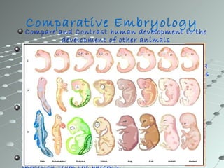 Comparative Embryology
 Compare and Contrast human development to the
            development of other animals
After the layers have completely formed, the
embryo starts developing organs. Often organs
will grow and then disappear, such as the tail of a
human embryo. Also, animals will differ in terms
of what organs they will form because not all
animals have the same structures. Some, for
instance, will develop wings.
The beginnings of embryonic development may
occur inside the mother's body or in eggs which
she has laid outside her body to be fertilized,
depending on the species. Embryonic development
ends when the organism transforms into a fetus
or larvae, after the basic organs are formed.
All embryonic development is controlled by genes
 