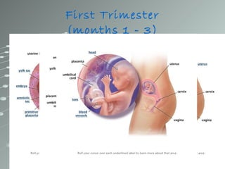 First Trimester
           (months 1 - 3)
1 month: Your baby is an embryo consisting of
two layers of cells from which all her organs and
body parts will develop.
2 months: Your baby is now about the size of a
kidney bean and is constantly moving. He has
distinct, slightly webbed fingers.
3 months: By now your baby is about 3 inches
long and weighs nearly an ounce. Her tiny,
unique fingerprints are now in place
 
