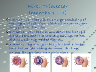 First Trimester
           (months 1 - 3)
1 month: Your baby is an embryo consisting of
two layers of cells from which all her organs and
body parts will develop.
2 months: Your baby is now about the size of a
kidney bean and is constantly moving. He has
distinct, slightly webbed fingers.
3 months: By now your baby is about 3 inches
long and weighs nearly an ounce. Her tiny,
unique fingerprints are now in place
 