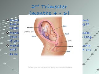 2 nd Trimester
           (months 4 - 6)
Month 4: Your baby is now about 5 inches long
and weighs 5 ounces. His skeleton is starting to
harden from rubbery cartilage to bone.
Month 5: Eyebrows and eyelids are now in place.
Your baby would now be more than 10 inches long
if you stretched out her legs.
Month 6: Your baby weighs about a pound and a
half. His wrinkled skin is starting to smooth out
as he puts on baby fat.
 