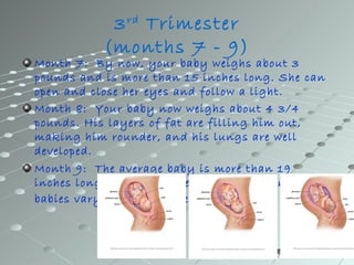 3 rd Trimester
           (months 7 - 9)
Month 7: By now, your baby weighs about 3
pounds and is more than 15 inches long. She can
open and close her eyes and follow a light.
Month 8: Your baby now weighs about 4 3/4
pounds. His layers of fat are filling him out,
making him rounder, and his lungs are well
developed.
Month 9: The average baby is more than 19
inches long and weighs nearly 7 pounds now, but
babies vary widely in size at this stage
 