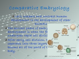 Comparative Embryology
     Let’s compare and contrast human
  development to the development of other
                   animals
The earliest phase of embryonic
development is when the fertilized egg
undergoes rapid cell division
After early cell division, the embryo
separates into three layers, which will
become all of the parts of the animal's
body.
 