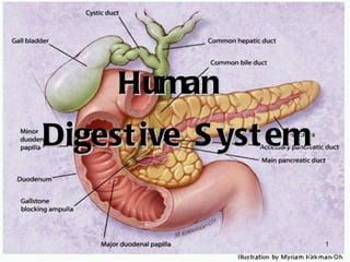 Human  Digestive System 
