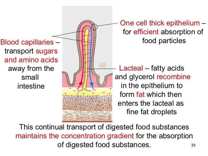 Human digestion teacher