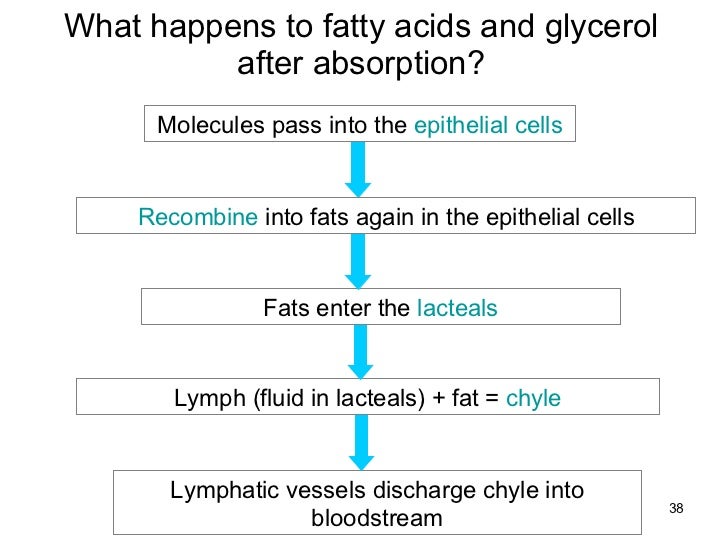 Human digestion teacher