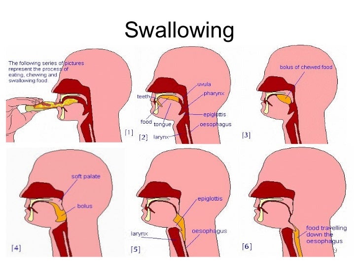 Normal Swallowing Process PPT DYSPHAGIA PowerPoint Presentation Normal Swallowing Process PPT DYSPHAGIA PowerPoint Presentation