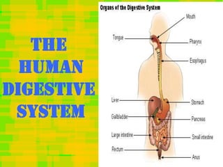 The
  Human
Digestive
 System
 
