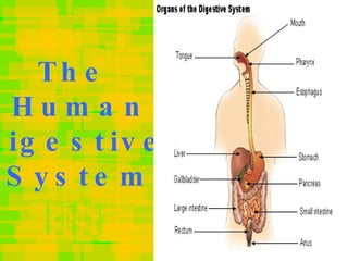 The  Human Digestive  System 