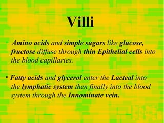 <ul><li>Amino acids  and  simple sugars  like  glucose,  </li></ul><ul><li>fructose  diffuse through  thin Epithelial cell...