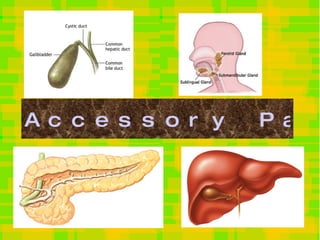 Accessory Parts 