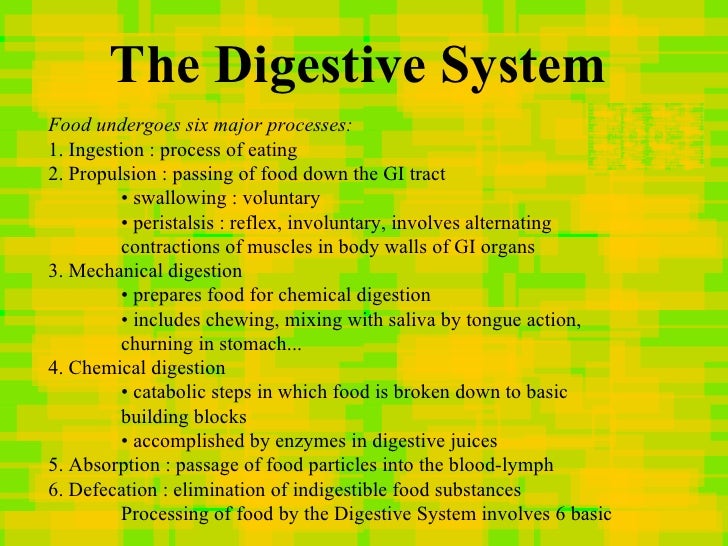 Human digestive system