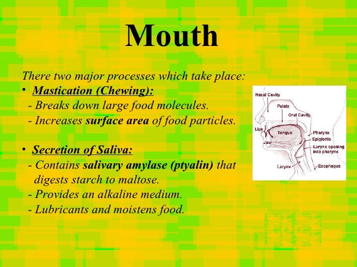Human digestive system
