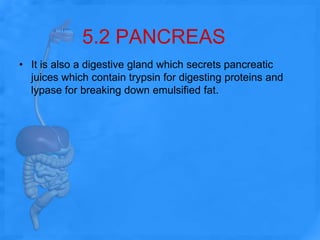 5.2 PANCREASIt is also a digestive gland which secrets pancreatic juices which contain trypsin for digesting proteins and lypase for breaking down emulsified fat.