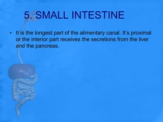      5. SMALL INTESTINEIt is the longest part of the alimentary canal. It’s proximal or the interior part receives the secretions from the liver and the pancreas.