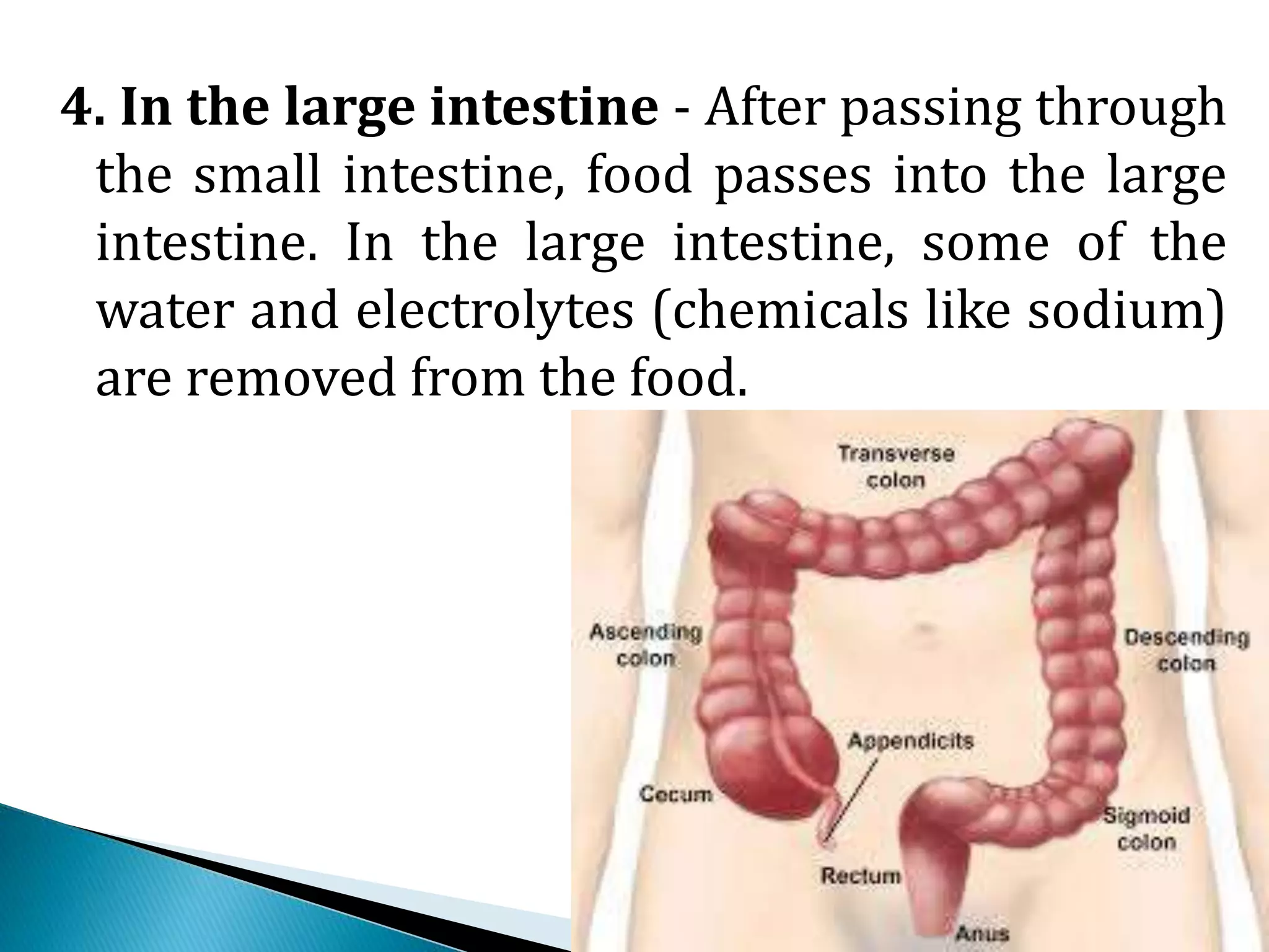 Humandigestivesystem 121006121739-phpapp01 | PPTX