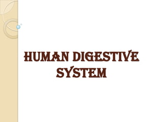 HUMAN DIGESTIVE
    SYSTEM
 