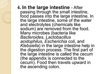 4. In the large intestine - After
 passing through the small intestine,
 food passes into the large intestine. In
 the large intestine, some of the water
 and electrolytes (chemicals like
 sodium) are removed from the food.
 Many microbes (bacteria like
 Bacteroides, Lactobacillus
 acidophilus, Escherichia coli, and
 Klebsiella) in the large intestine help in
 the digestion process. The first part of
 the large intestine is called the cecum
 (the appendix is connected to the
 cecum). Food then travels upward in
 the ascending colon.
 