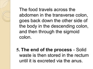 The food travels across the
 abdomen in the transverse colon,
 goes back down the other side of
 the body in the descending colon,
 and then through the sigmoid
 colon.

5. The end of the process - Solid
 waste is then stored in the rectum
 until it is excreted via the anus.
 
