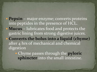  Pepsin – major enzyme; converts proteins
into peptides in the presence of HCL.
 Mucus – lubricates food and protects the
gastric lining from strong digestive juices.
 Converts the bolus into a liquid (chyme)
after 4 hrs of mechanical and chemical
digestion
 Chyme passes through the pyloric
sphincter into the small intestine.
 