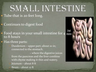  Tube that is 20 feet long.
 Continues to digest food
 Food stays in your small intestine for 4
to 8 hours
 Has three parts:
 Duodenum – upper part; about 10 in;
connected to the stomach.
– where the digestive juices
from the pancreas and the liver combine
with chyme making it thin and watery.
 Jejunum – about 8 ft
 Ileum – about 12 ft
 