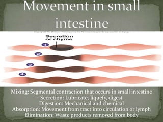 Mixing: Segmental contraction that occurs in small intestine
Secretion: Lubricate, liquefy, digest
Digestion: Mechanical and chemical
Absorption: Movement from tract into circulation or lymph
Elimination: Waste products removed from body
 