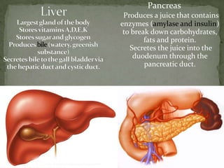 Pancreas
Produces a juice that contains
enzymes (amylase and insulin)
to break down carbohydrates,
fats and protein.
Secretes the juice into the
duodenum through the
pancreatic duct.
 