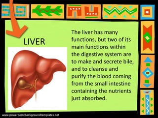 LIVER
The liver has many
functions, but two of its
main functions within
the digestive system are
to make and secrete bile,
and to cleanse and
purify the blood coming
from the small intestine
containing the nutrients
just absorbed.
 