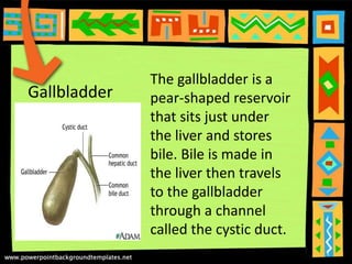 Gallbladder
The gallbladder is a
pear-shaped reservoir
that sits just under
the liver and stores
bile. Bile is made in
the liver then travels
to the gallbladder
through a channel
called the cystic duct.
 