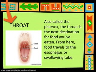 THROAT
Also called the
pharynx, the throat is
the next destination
for food you've
eaten. From here,
food travels to the
esophagus or
swallowing tube.
 