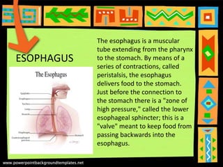 ESOPHAGUS
The esophagus is a muscular
tube extending from the pharynx
to the stomach. By means of a
series of contractions, called
peristalsis, the esophagus
delivers food to the stomach.
Just before the connection to
the stomach there is a "zone of
high pressure," called the lower
esophageal sphincter; this is a
"valve" meant to keep food from
passing backwards into the
esophagus.
 