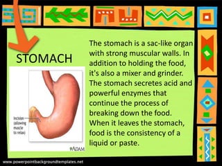 STOMACH
The stomach is a sac-like organ
with strong muscular walls. In
addition to holding the food,
it's also a mixer and grinder.
The stomach secretes acid and
powerful enzymes that
continue the process of
breaking down the food.
When it leaves the stomach,
food is the consistency of a
liquid or paste.
 