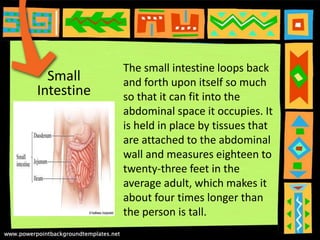 Small
Intestine
The small intestine loops back
and forth upon itself so much
so that it can fit into the
abdominal space it occupies. It
is held in place by tissues that
are attached to the abdominal
wall and measures eighteen to
twenty-three feet in the
average adult, which makes it
about four times longer than
the person is tall.
 