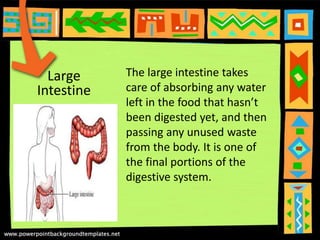 Large
Intestine
The large intestine takes
care of absorbing any water
left in the food that hasn’t
been digested yet, and then
passing any unused waste
from the body. It is one of
the final portions of the
digestive system.
 