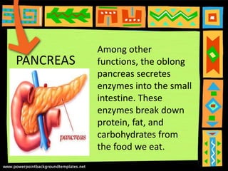 PANCREAS
Among other
functions, the oblong
pancreas secretes
enzymes into the small
intestine. These
enzymes break down
protein, fat, and
carbohydrates from
the food we eat.
 