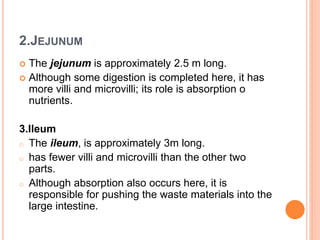 2.JEJUNUM
 The jejunum is approximately 2.5 m long.
 Although some digestion is completed here, it has
more villi and microvilli; its role is absorption o
nutrients.
3.Ileum
o The ileum, is approximately 3m long.
o has fewer villi and microvilli than the other two
parts.
o Although absorption also occurs here, it is
responsible for pushing the waste materials into the
large intestine.
 