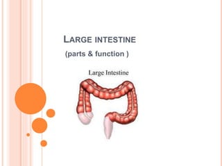 LARGE INTESTINE
(parts & function )
 