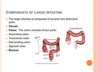 COMPONENTS OF LARGE INTESTINE
 The large intestine is composed of several very distinctive
parts:
 Cecum:
 Colon:. The colon consists of four parts:
 Ascending colon
 Transverse colon
 Descending colon
 Sigmoid colon
 Rectum
 