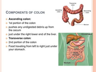 COMPONENTS OF COLON
 Ascending colon:
 1st portion of the colon
 pushes any undigested debris up from
the cecum
 just under the right lower end of the liver.
 Transverse colon:
 2nd portion of the colon
 Food traveling from left to right just under
your stomach.
 