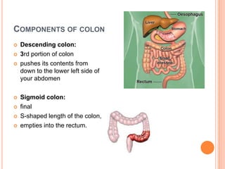 COMPONENTS OF COLON
 Descending colon:
 3rd portion of colon
 pushes its contents from
down to the lower left side of
your abdomen
 Sigmoid colon:
 final
 S-shaped length of the colon,
 empties into the rectum.
 