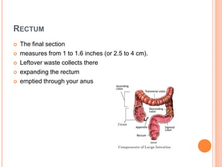 RECTUM
 The final section
 measures from 1 to 1.6 inches (or 2.5 to 4 cm).
 Leftover waste collects there
 expanding the rectum
 emptied through your anus
 