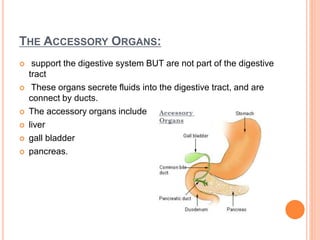 THE ACCESSORY ORGANS:
 support the digestive system BUT are not part of the digestive
tract
 These organs secrete fluids into the digestive tract, and are
connect by ducts.
 The accessory organs include
 liver
 gall bladder
 pancreas.
 