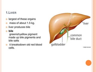 1.LIVER
 largest of these organs
 mass of about 1.5 kg.
 liver produces bile
 bile
greenishyellow pigment
made up bile pigments and
bile salts
 it breaksdown old red blood
cells.
 