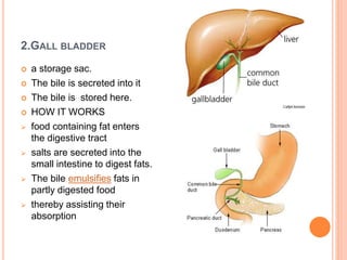 2.GALL BLADDER
 a storage sac.
 The bile is secreted into it
 The bile is stored here.
 HOW IT WORKS
 food containing fat enters
the digestive tract
 salts are secreted into the
small intestine to digest fats.
 The bile emulsifies fats in
partly digested food
 thereby assisting their
absorption
 