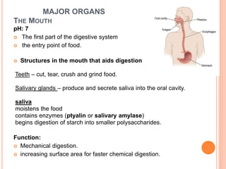 MAJOR ORGANS
THE MOUTH
pH: 7
 The first part of the digestive system
 the entry point of food.
 Structures in the mouth that aids digestion
Teeth – cut, tear, crush and grind food.
Salivary glands – produce and secrete saliva into the oral cavity.
saliva
moistens the food
contains enzymes (ptyalin or salivary amylase)
begins digestion of starch into smaller polysaccharides.
Function:
 Mechanical digestion.
 increasing surface area for faster chemical digestion.
 